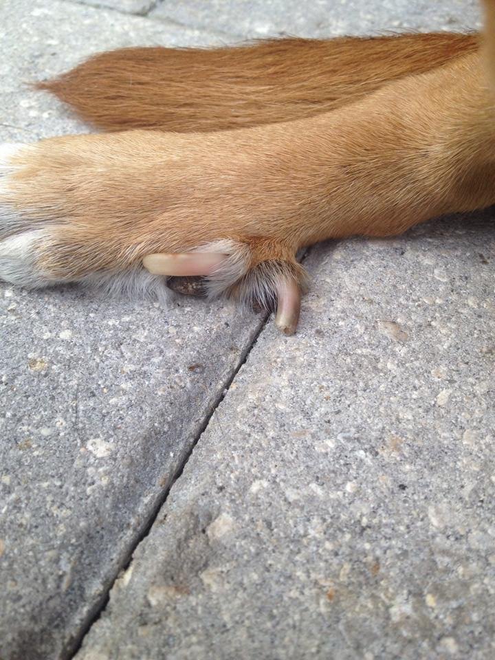 Help! Dog needs spaying & split dewclaw removal GlobalGiving