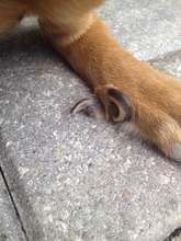 Back left dewclaw