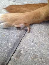 Back right dewclaw