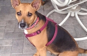 Help! Dog needs spaying & split dewclaw removal