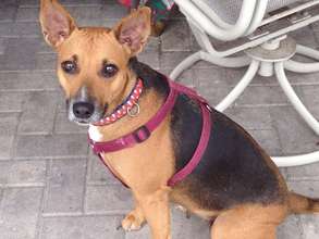 Help! Dog needs spaying & split dewclaw removal