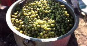 Ready for Amla processing