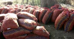 myrobalan (Gooseberry) for Processing