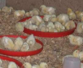 Poultry Farm