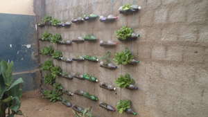 bottle gardens