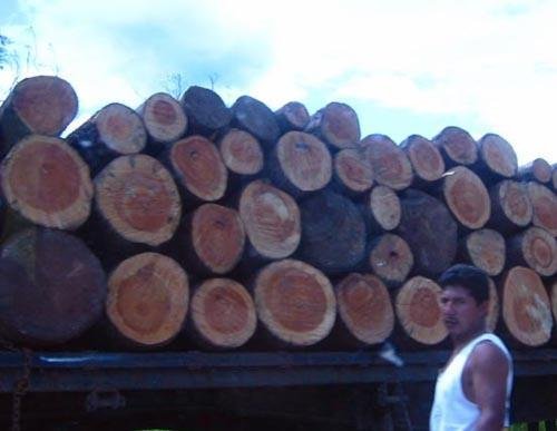 Protect the Rainforest & Indigenous Health, Mexico