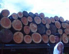 Commercial Logging