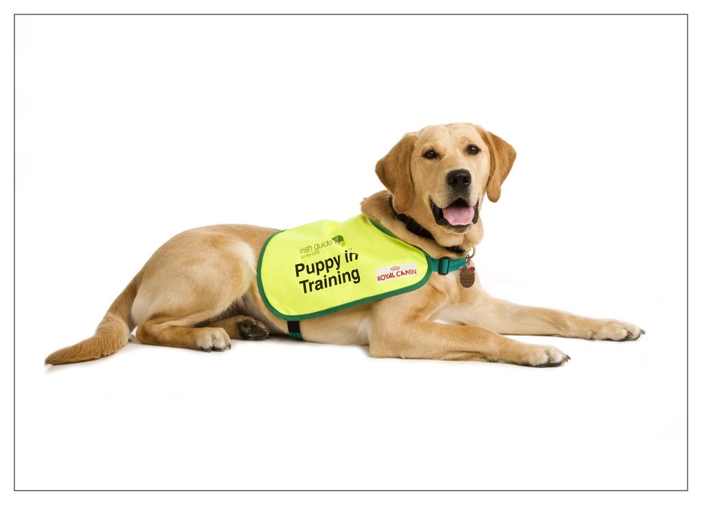 guide dog puppy teddy