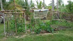 Bahay Kubo Vegetable Garden November 16, 2014