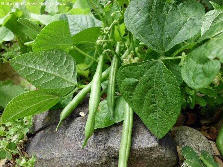 Feed 3,000 Poor Filipino Kids w/ Fresh Vegetables