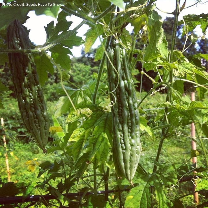 Feed 3,000 Poor Filipino Kids w/ Fresh Vegetables