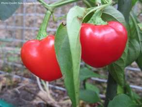 Photo Credit: Seeds Have To Grow