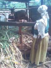 Caring for her dairy goats