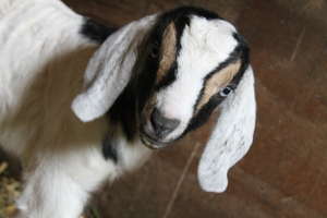New at the sanctuary this year: Millie the Kid