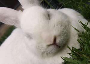 Tesla the Rabbit