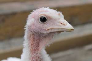 Joey the Turkey