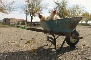 Help Harvest Home Buy a New Set of Wheels!