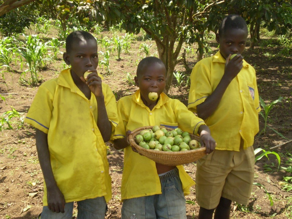 Seed schools in Zambia to preserve the environment