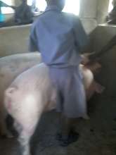 Piggery