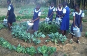 Seed schools in Zambia to preserve the environment