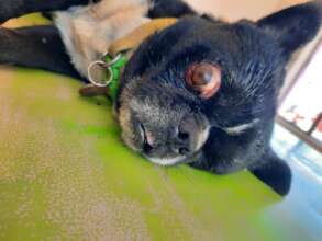 Buksi's eye had to be removed