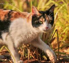 Barbie at Bubu's Animal Haven after her ordeal