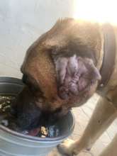 Wolf with a cauliflower ear