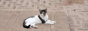 Kitty's eye was removed