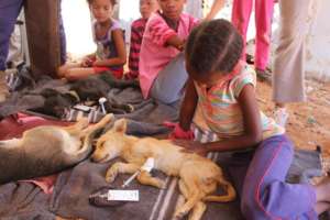 16 Sept in Aus-25 dogs & 4 cats sterilized