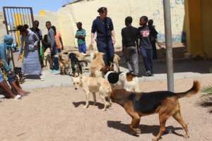 Luderitz, 17 Sept-31 dogs & 5 cats