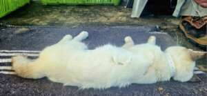 Beauty's tail was amputated