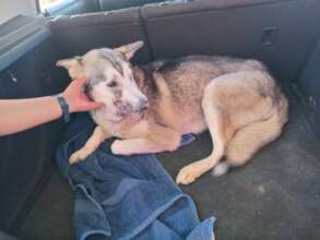 Cooper had seizures, then a rash