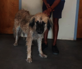 Wally when he arrived, sick and sad, at the clinic