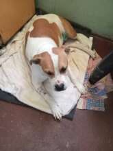 Jacky post-op, tumors removed from his tummy