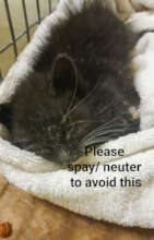 Little Gibbs: a sad reminder to spay/neuter pets