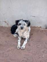 Tracy-didn't feel well & was spayed