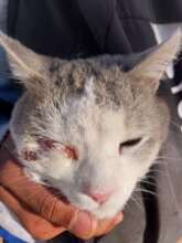 Even though neutered, Majacks got into a fight