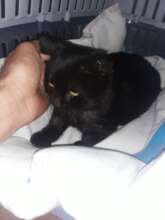 Houdini needed a blood test to get meds that work