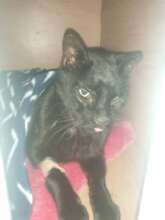 Ambassador after his teeth were removed