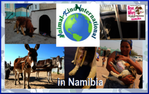 Animal-Kind International in Namibia!