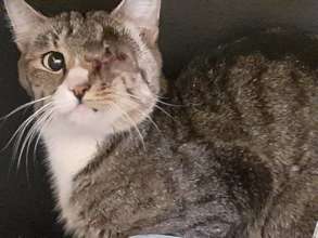 Nala's eye had to be removed to save her life