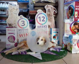 Lady became the Tsumeb vet clinic's mascot