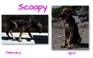 Treated for mange, April clinic, before-after