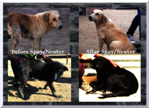 Mange treatment, before-after (April)