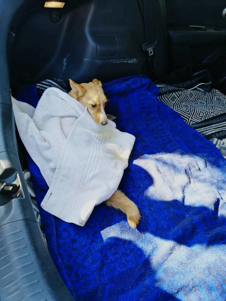 Bella-Rehoboth Vet Clinic,treated for tick fever