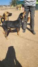 Blacky with his family-necrotic wound & neuter