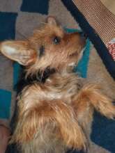 Cleo, PTSD(?) and an infection