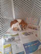 Cooper had parvo-an Emergency Fund client