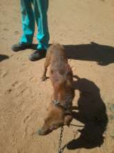 Dogs often lose weight when infested with worms