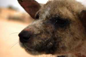 Dog with mange treated by HAH with AKI funds